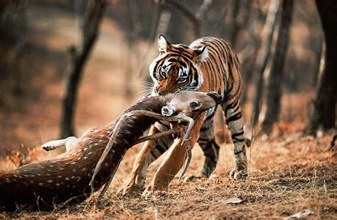  The Tiger Huntin Gizemli Dünyası: Bir İngiliz Üstadının Av Sahnesi!